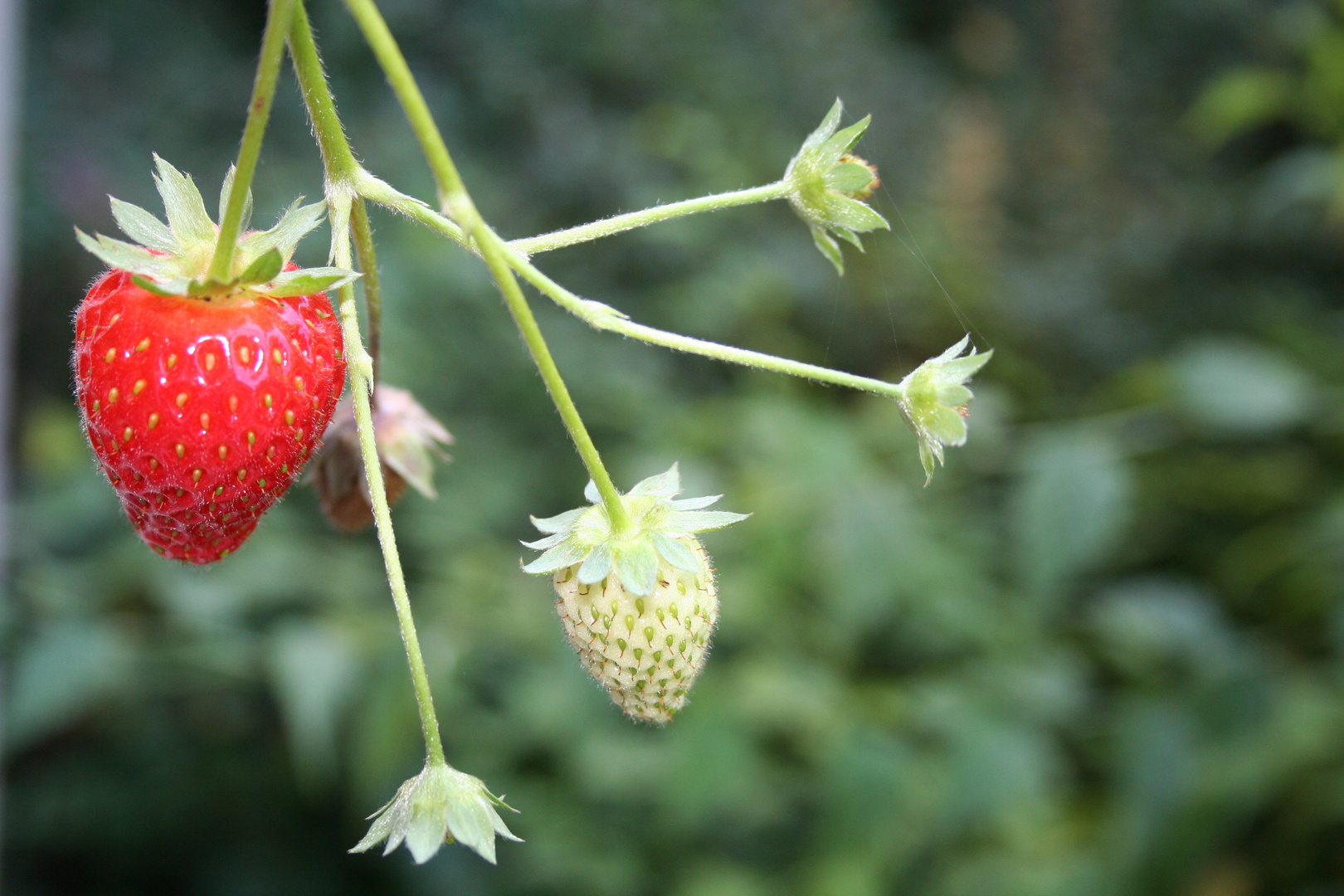 Erdbeeren im Herbst ? Die Zweite