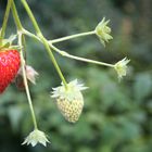 Erdbeeren im Herbst ? Die Zweite