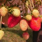 Erdbeeren im Herbst?