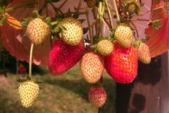 Erdbeeren im Herbst?