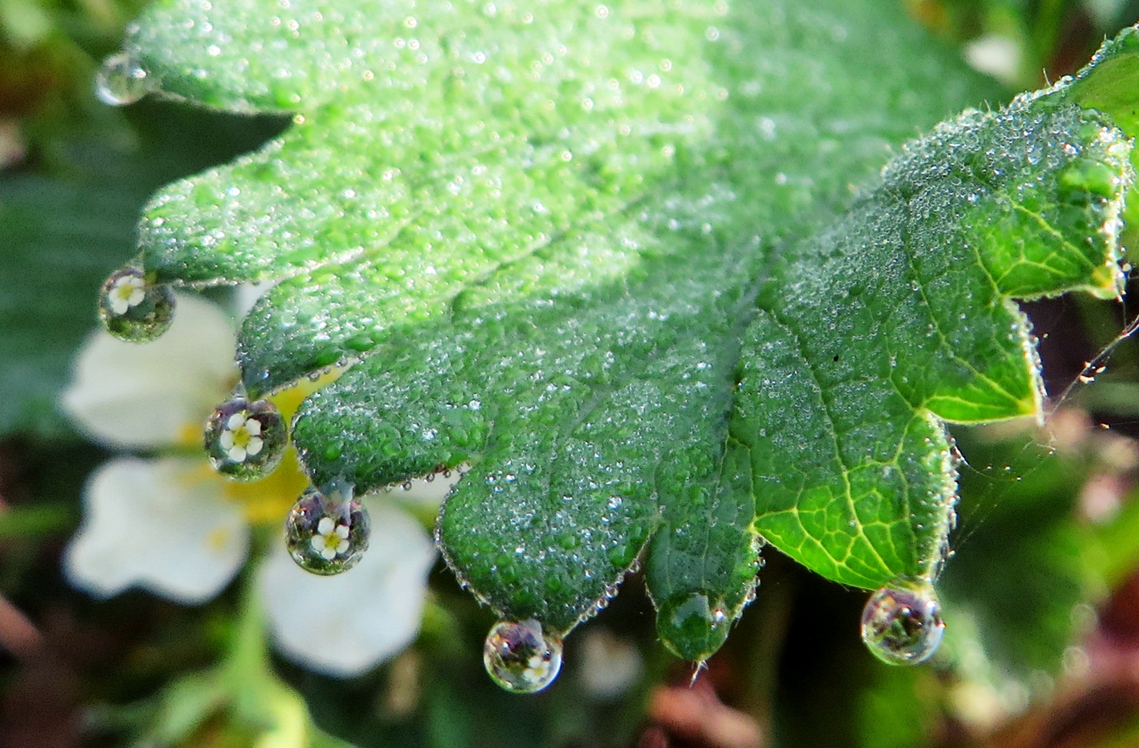 Erdbeeren im Morgentau 