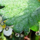 Erdbeeren im Morgentau 