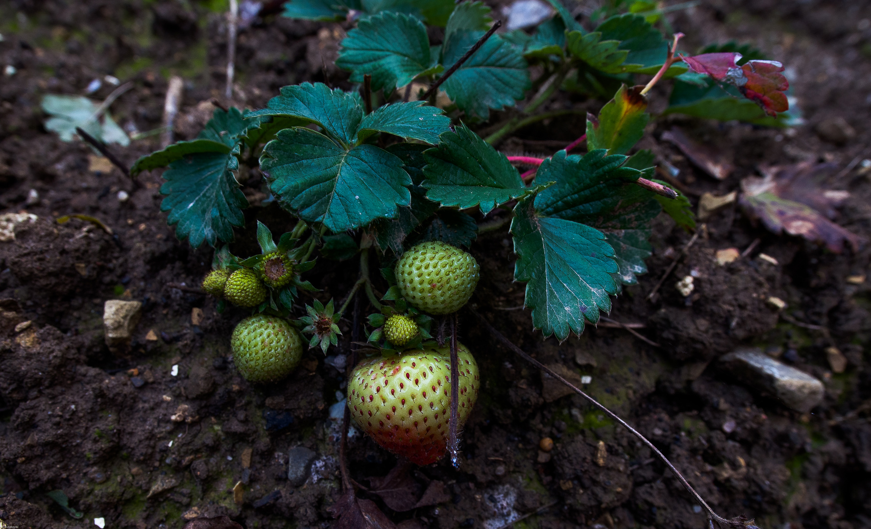 Erdbeeren im November