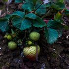 Erdbeeren im November