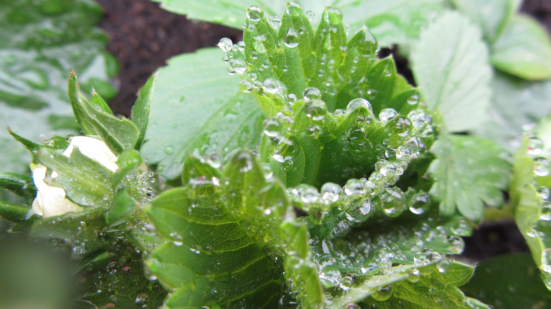 Erdbeeren im Regen