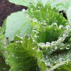 Erdbeeren im Regen