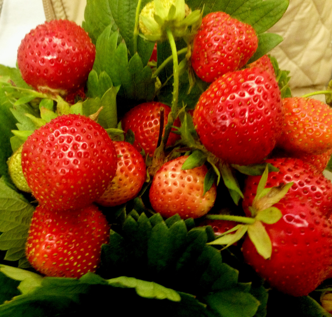 Erdbeeren im Sommer