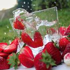 Erdbeeren im wasserbad