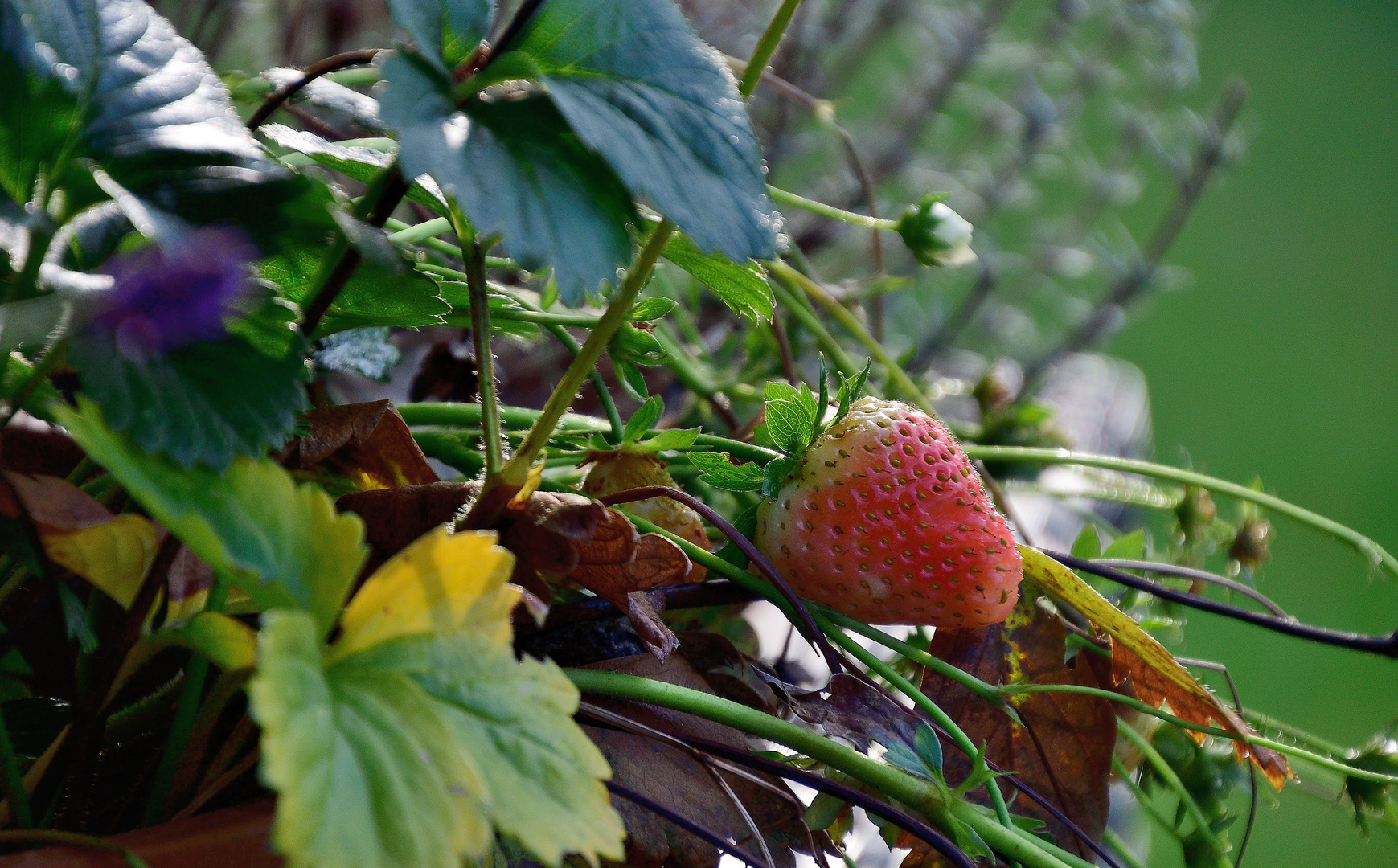 Erdbeeren im Winter