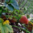 Erdbeeren im Winter