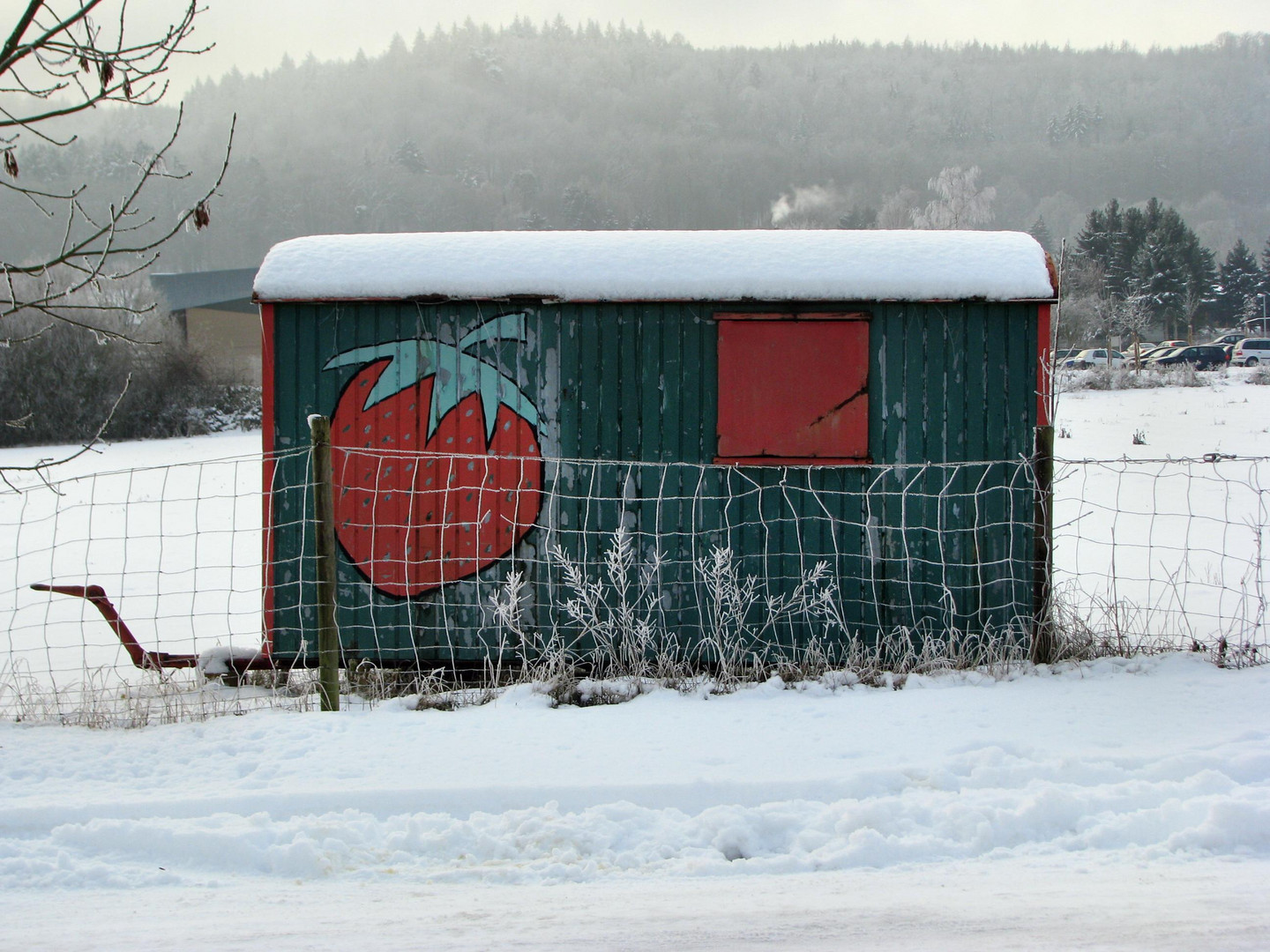 Erdbeeren im Winter?