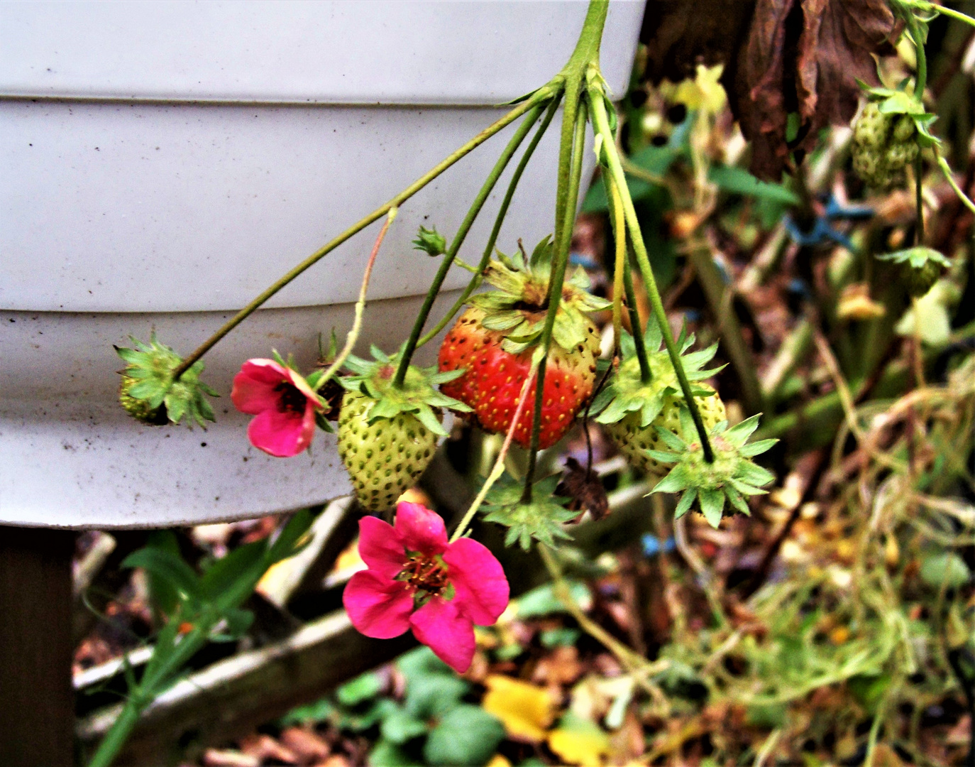 Erdbeeren im Winter Foto & Bild | natur, landschaft, pflanzen Bilder auf fotocommunity