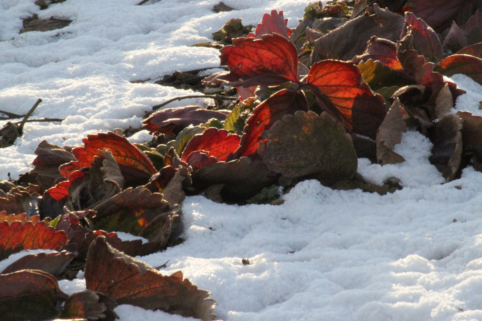 Erdbeeren im Winter