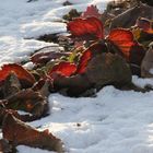 Erdbeeren im Winter