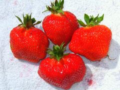 -Erdbeeren im XXL-Format-