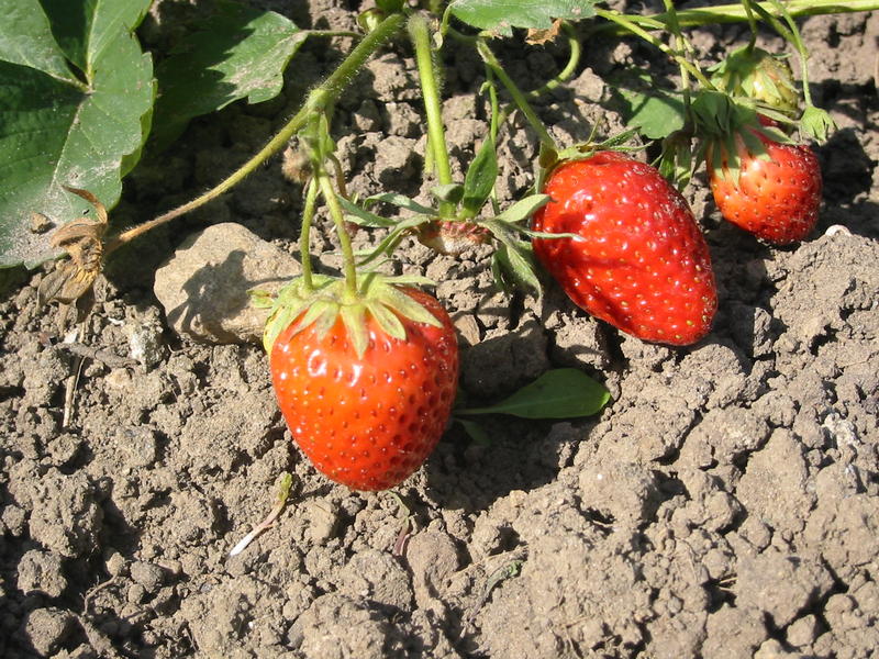 Erdbeeren in glühender Hitze