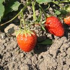 Erdbeeren in glühender Hitze