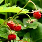 Erdbeeren in meinem Garten