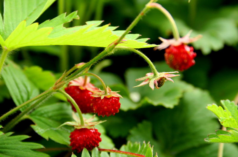 Erdbeeren in meinem Garten