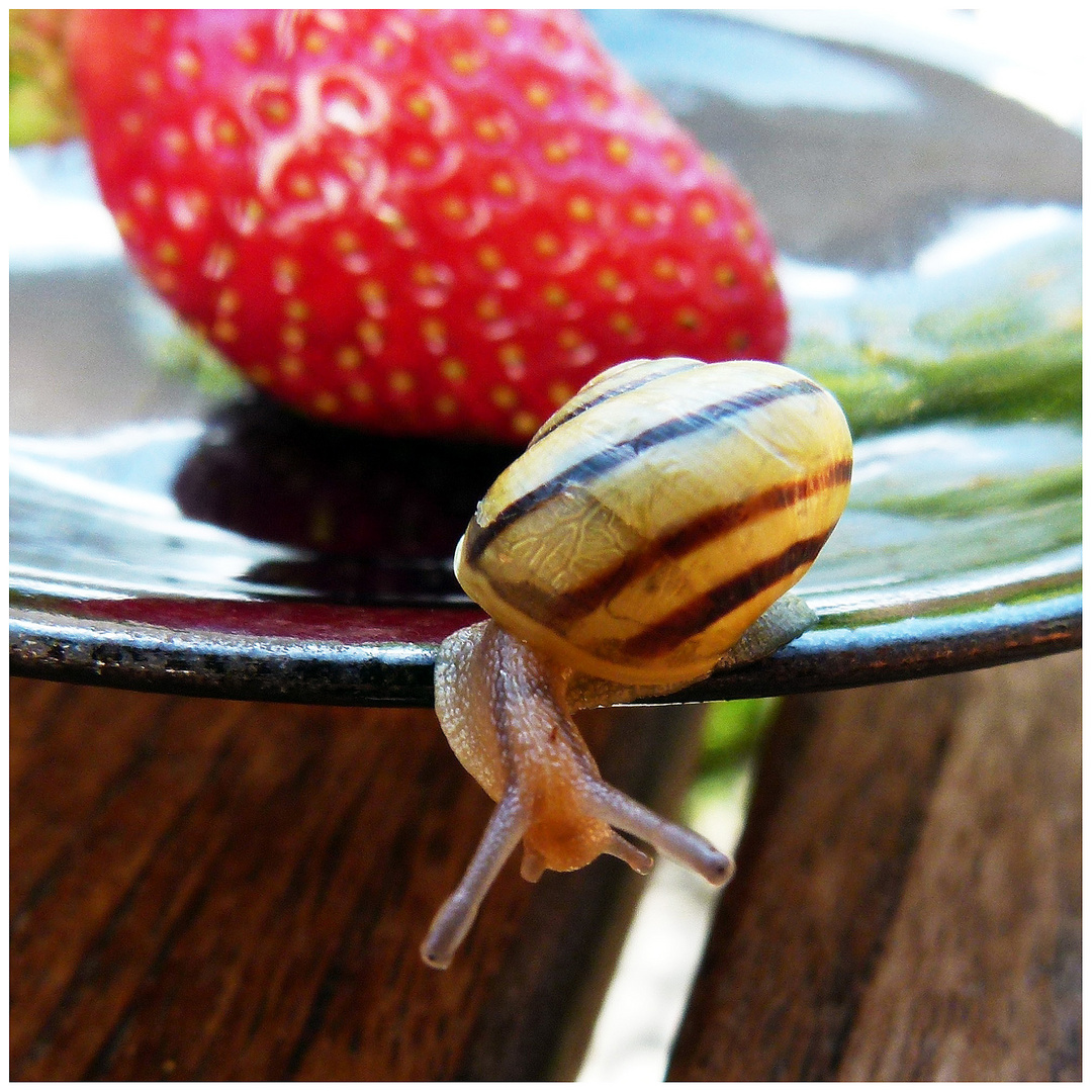 Erdbeeren? - Mag ich nicht!