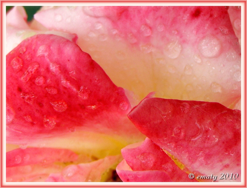 Erdbeeren mit Vanille