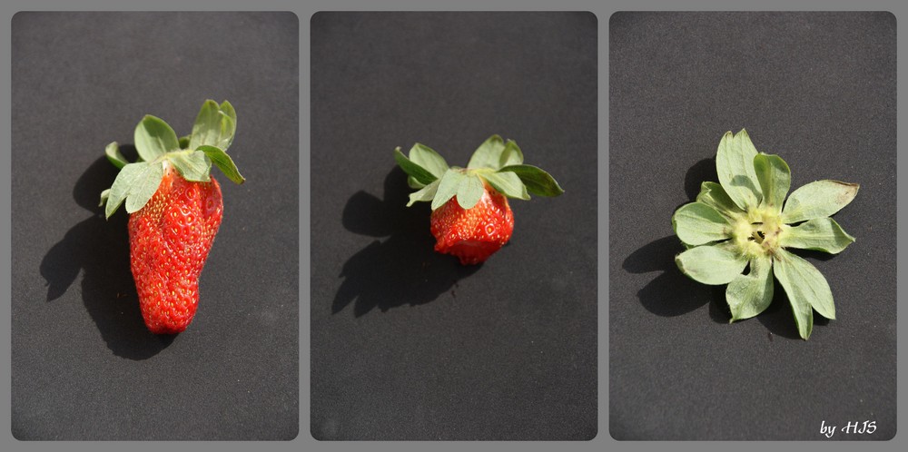 Erdbeeren nach der Ernte