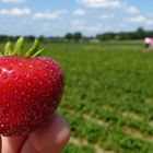 Erdbeeren pflücken 2012