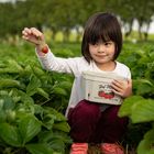 Erdbeeren pflücken macht Spaß 