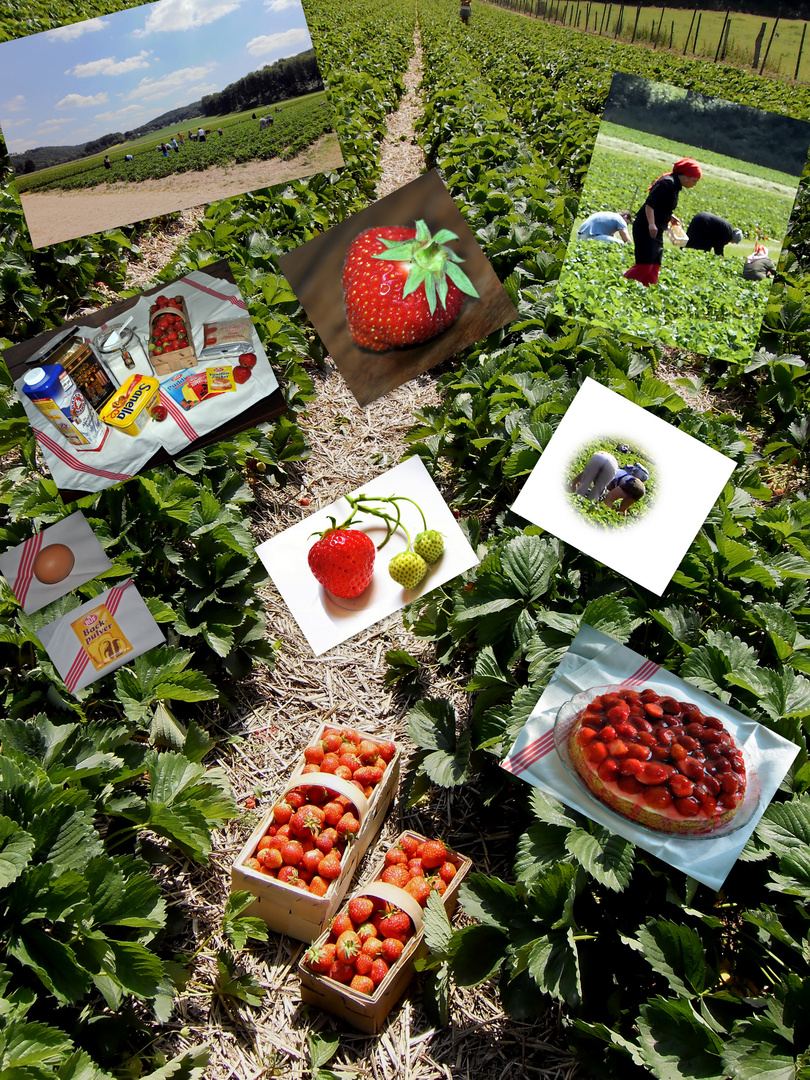 Erdbeeren pflücken und backen