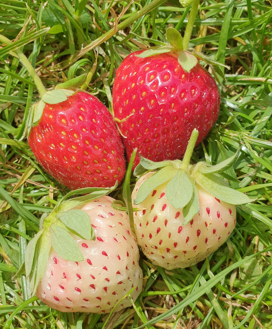 Erdbeeren  Rot-Weiß 