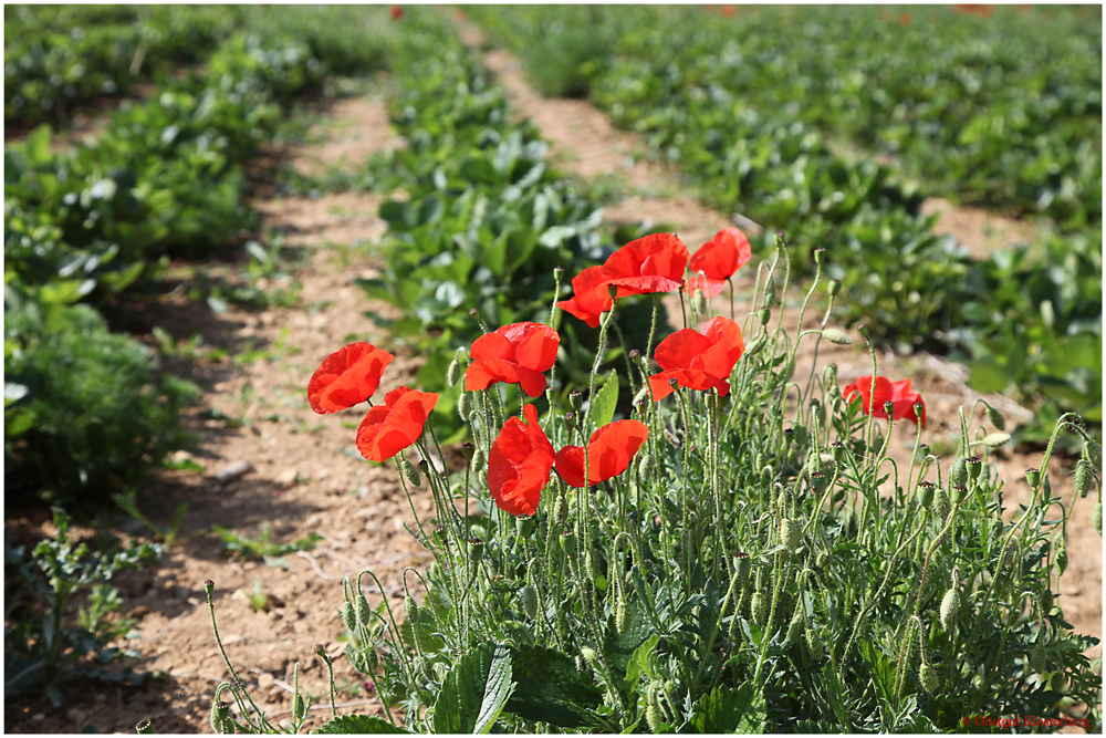 Erdbeeren und Mohn