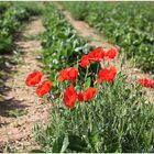 Erdbeeren und Mohn