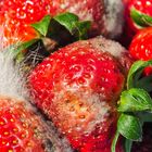 Erdbeeren und Pilze