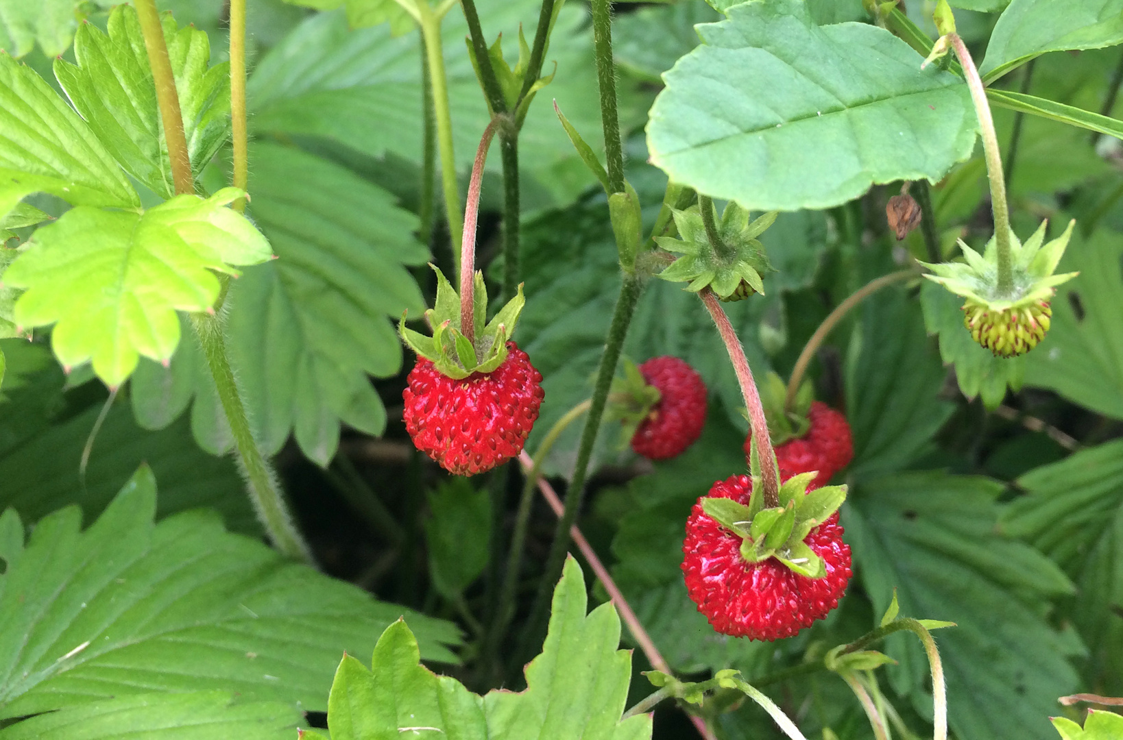 Erdbeeren Wildwuchs