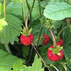 Erdbeeren Wildwuchs