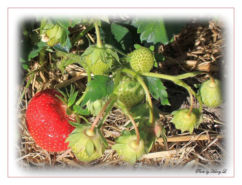 Erdbeeren Zeit