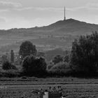 Erdbeerernte unter dem Kaiserstuhl