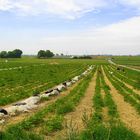 Erdbeerfeld am Kaiserstuhl