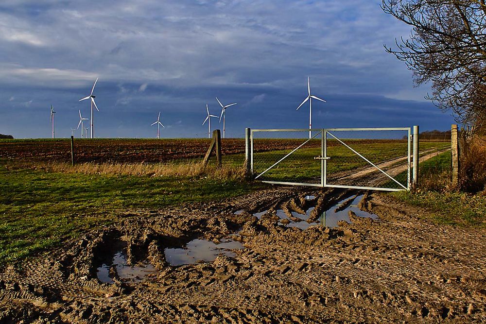 Erdbeerfeld im Januar