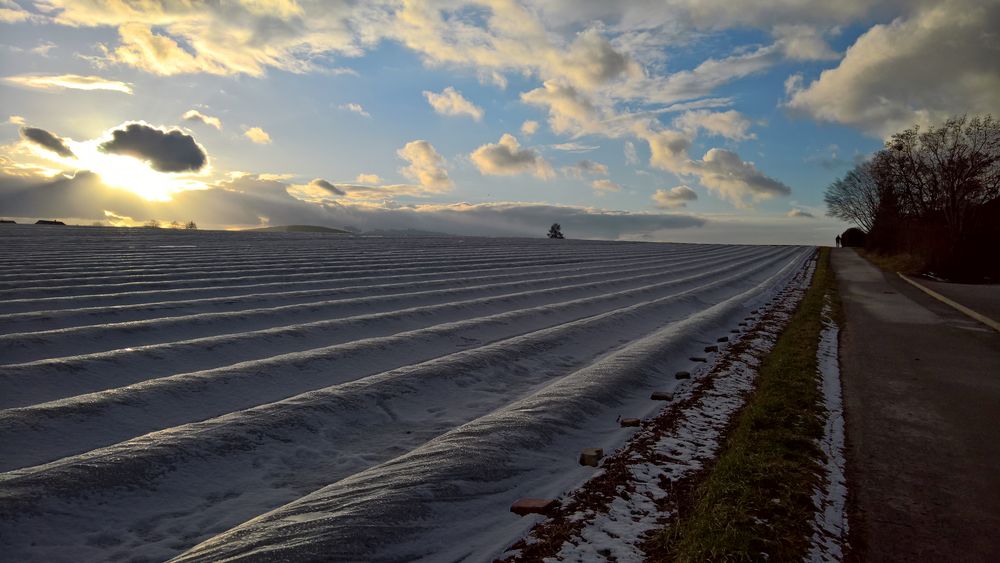 Erdbeerfeld im Winter