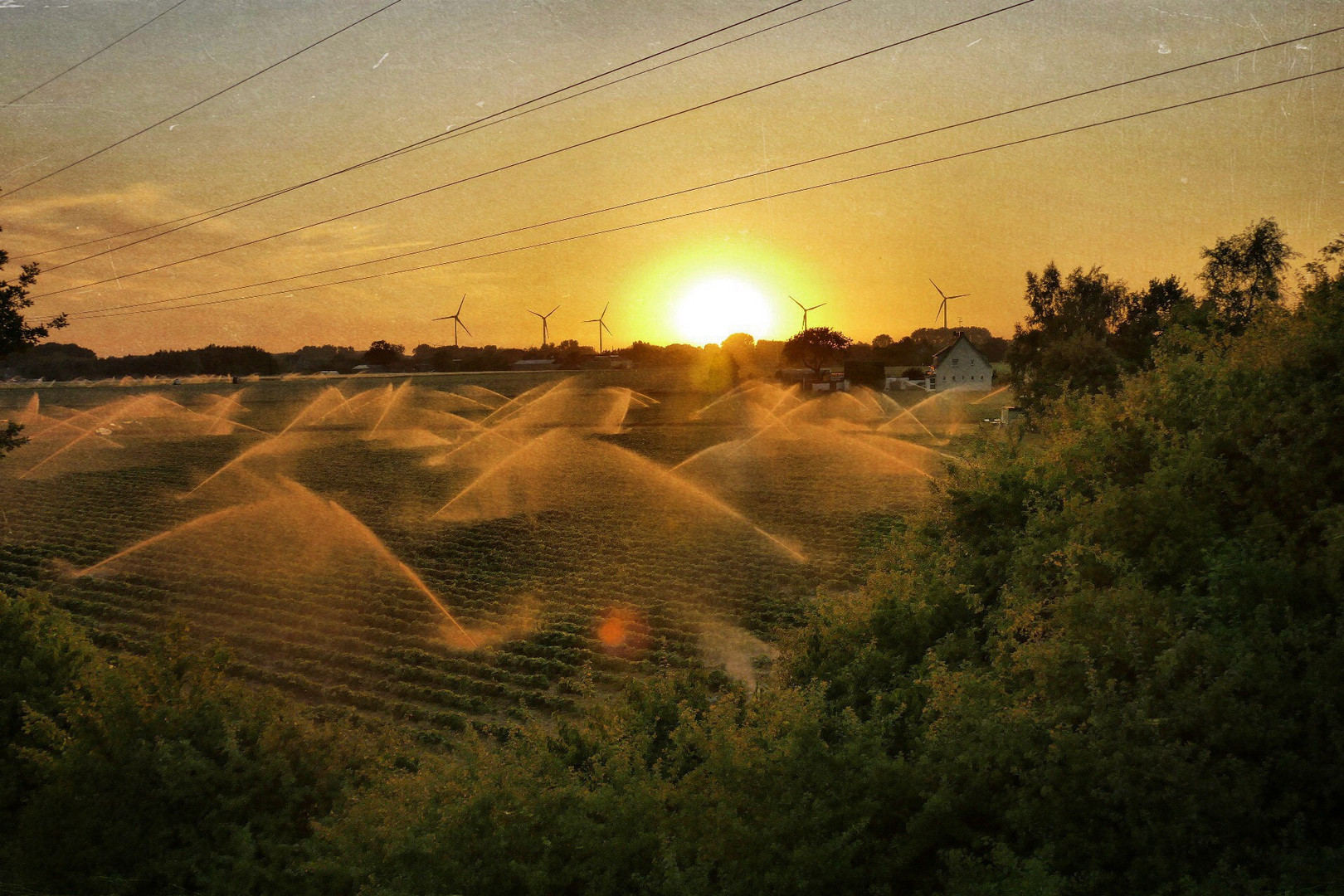 Erdbeerfeld in der Abendsnne