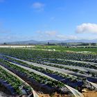 Erdbeerfelder nahe Stellenbosch, Westkapland, Südafrika