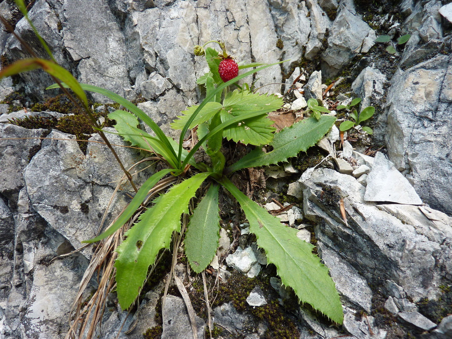 "Erdbeerfelsen"