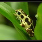 Erdbeerfröschchen (Dendrobates pumilio)