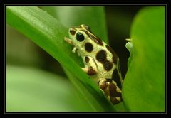 Erdbeerfröschchen (Dendrobates pumilio)