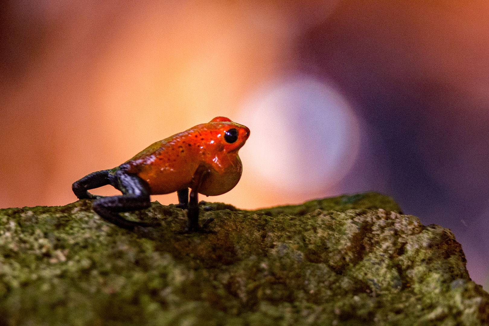 Erdbeerfrosch 2 (Oophaga pumilio)