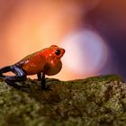 Erdbeerfrosch 2 (Oophaga pumilio)