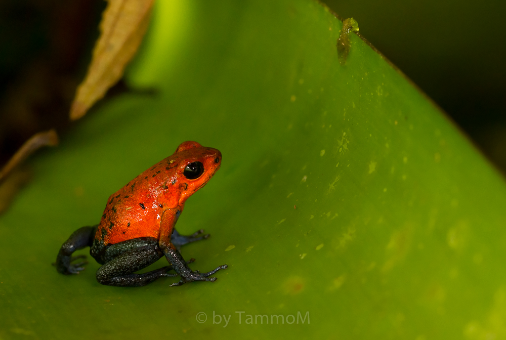 Erdbeerfrosch