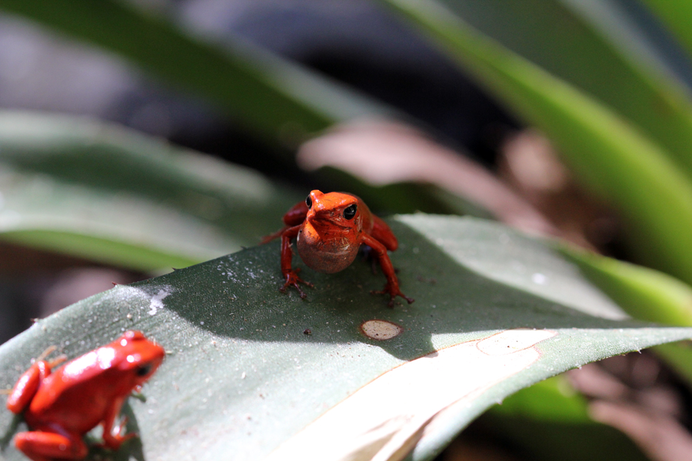 Erdbeerfrosch