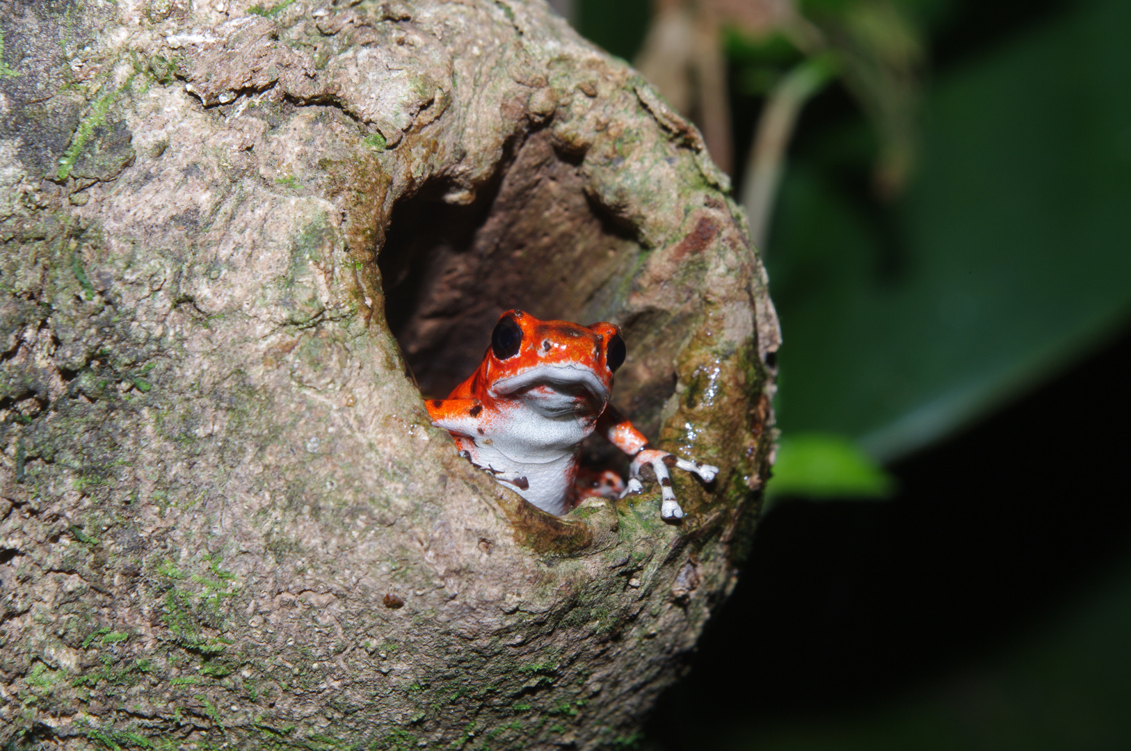 Erdbeerfrosch aus Bastimentos, Panama